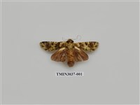 藏品(夜蛾698)的圖片